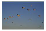 pelicans in sunrise light