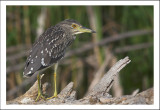 Night Heron Jr