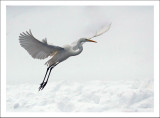 Great white egret