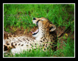 cheetah yawn #2