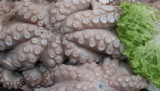 Piovra -- Octopus<br />0422cr