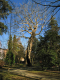 Plane Tree in Orto Botanico<br />3127.jpg