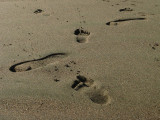 Footprints in the sand5185