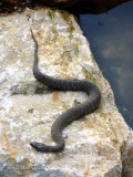 Flood Waters Bring Snakes