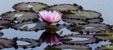 Water Lily