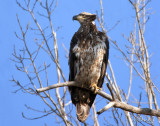 Juvenile Bald Eagle