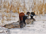 Ringneck Ducks
