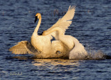 Squabble
