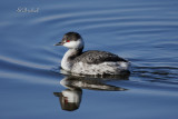 Horned Grebe