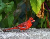 Molting Cardinal 2012
