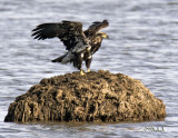 Juvenile on a Muskrat Mound