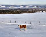 Cow with a view