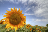 Sunflower Vista.jpg