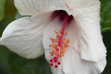 Hibiscus Macro.jpg