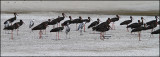 Black Storks and Grey Herons.jpg
