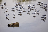 Morning in the river at Gan Yehoshua