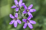 Tiny Spring Flowers in the Grass