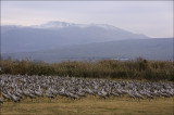 Cranes at Hula Wetlands with Mount Hermon in the Background