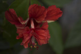 Hibiscus Flower.jpg