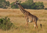 Pregnant Masai Giraffe (Giraffa camelopardalis tippelskirchi)