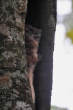 Eastern Tree Hyrax (Dendrohyrax arboreus)