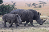 White Rhino (Ceratotherium simum) mother and calf