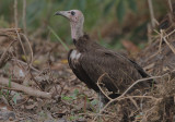 Hooded Vulture