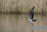 Osprey with a pike