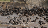 The Mara Crossing