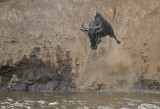 Jumping the Mara!