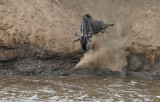 Wildebeest leap of faith