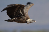 Rppells Griffon Vulture (Gyps rueppellii)