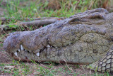 Crocodile resting.