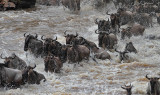 Wildebeest crossing the Mara river 