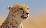 Cheetah (Acinonyx jubatus)