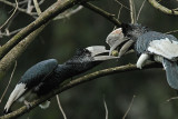 Black and White Casqued Hornbill (Bycanistes subcylindricus)