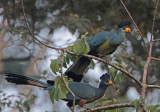 Great Blue Turaco (Corythaeola cristata)