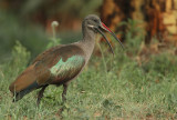 Hadada Ibis (Bostrychia hagedash)