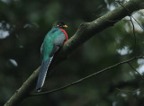 Bar-tailed Trogon (Apaloderma vittatum) Male