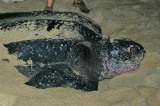 Leatherback female