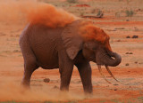 Why Tsavo Elephants are red!