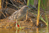 BLACK-CROWNED NIGHT HERON IMMATURE