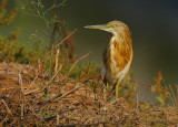 SQUACCO HERON