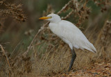 CATTLE EGRET