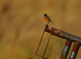 Stonechat male