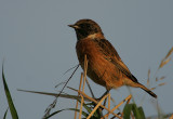 Stonechat male