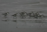 Sanderling flock