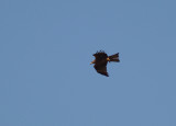 BLACK KITE