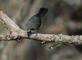 BLUE ROCK THRUSH FEMALE