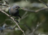 BLUE ROCK THRUSH FEMALE